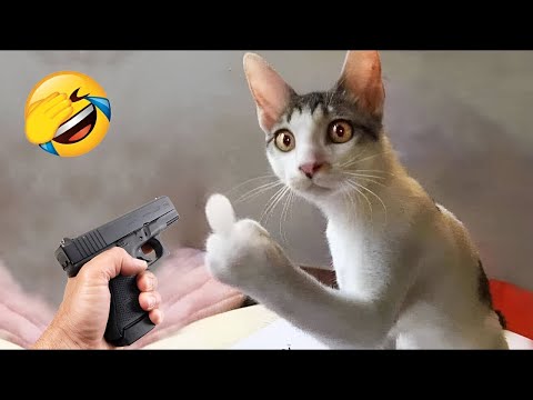 Funny animals will brighten your day instantly! 😂