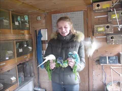 2020 03 09 Besucher aus EmdenWellensittiche