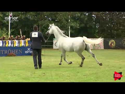 N.54 ANTARIS OS - Strohen 2019 B Int - 7-9 year old Stallions (Class M)