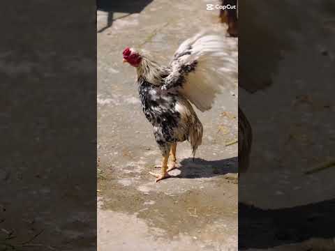 Asill murga. #punjabi #song #punjabisong #aseelmurga