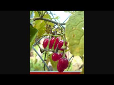 Tujuh Purnama by Lady Avisha