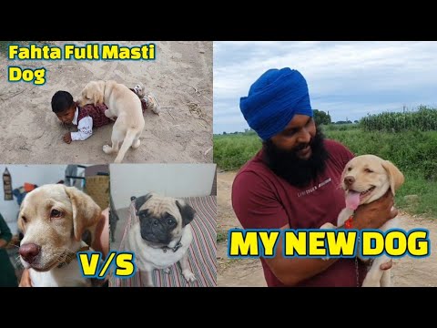 Fahta Na Keti Full Masti Dog Nal // My New Dog 🐕 Labrador //@TalhaGhouriVlogs1