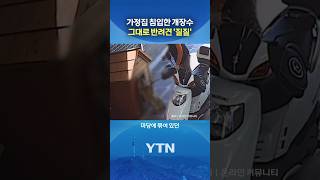 착각했다 사라진 봉봉이 #shorts / YTN