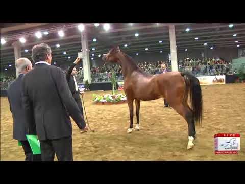 European Championships Verona 2013 - CLASS 5