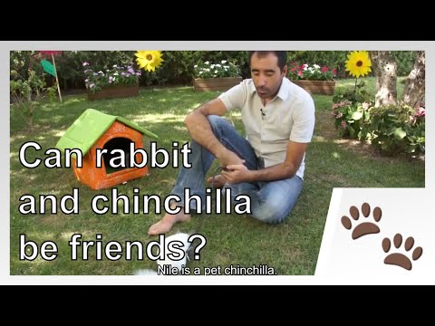 🐹🐰 CHINCHILLAS: Can rabbit and chinchilla be friends?