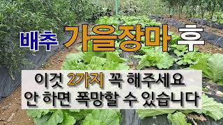 배추 가을장마 후 이것 2가지 꼭 해주세요. 안 하면 폭망할 수 있습니다. #주말농장 #김장배추 가꾸기 # …