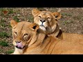 Tiger Cubs ' Last Moments as a Family | David Attenborough | Tiger | Spy in the Jungle | BBC Earth