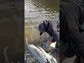 Video Thumbnail for Release The Fish For Good Luck.