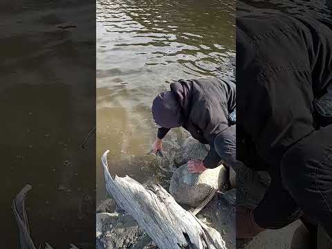 Release The Fish For Good Luck.