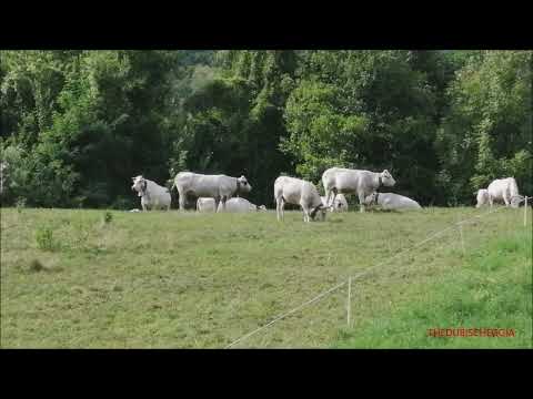 MUCCHE AL PASCOLO. - LUN. 5 - 9 - 2022.