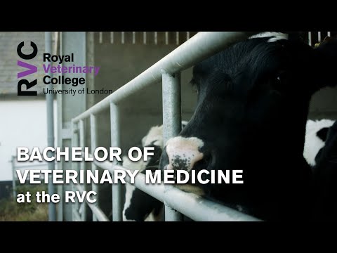 Bachelor of Veterinary Medicine at the RVC
