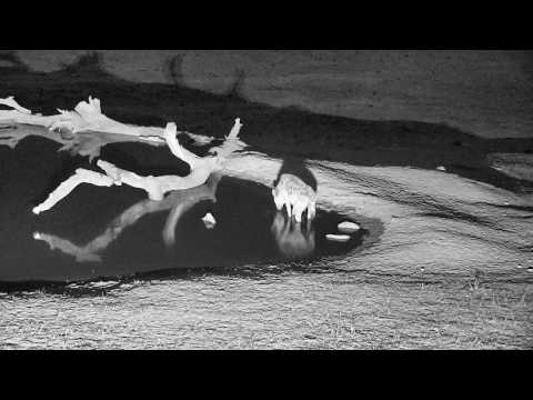 Djuma: Lone Hyena in for a quick drink - 21:11 - 10/24/18