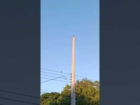 bem-te-vi cantando .fim de tarde.planaltina do Paraná 2025
