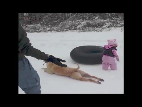 Dog Slides Across the Snow