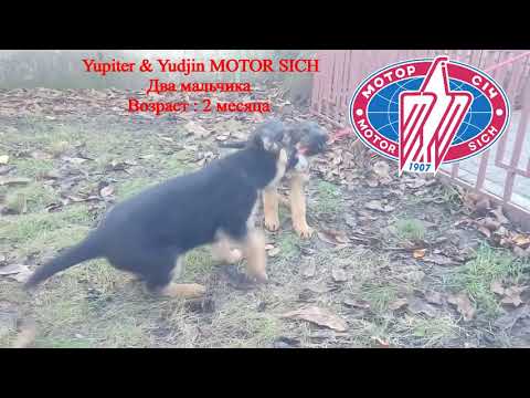 Yupiter & Yudjin Motor Sich.(German Shepherd Dog)