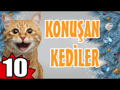 KONUŞAN KEDİLER 10 - EN KOMİK KEDİ VİDEOLARI