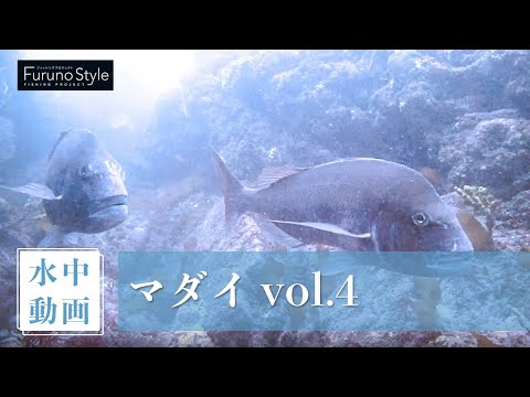 マダイ vol.4