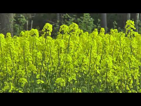 honungstillverkning i Järnsida