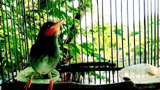 Download lagu suara pikat prenjak kepala merah jantan gacor masteran prenjak terbaik mp3