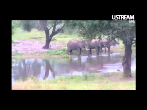 Elephants at Tembe