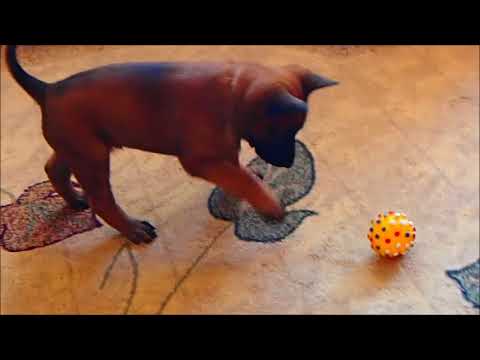 ANCYMON Edamentus - 6 weekes