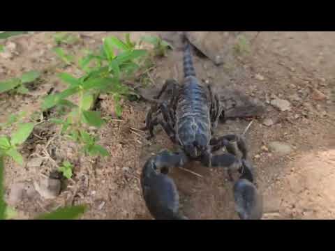 Why This Scorpion is Perfectly Adapted to Survive