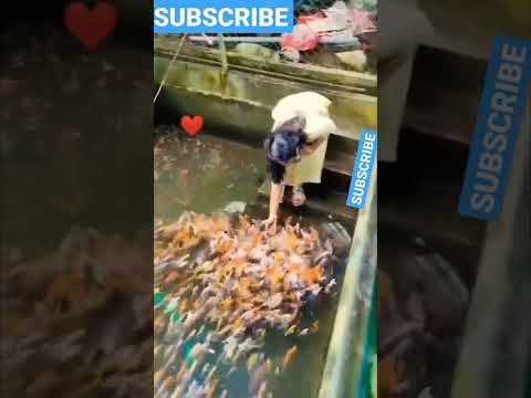 The Savitsky Cats: Super Trained Cats Perform Exciting Routine - America's Got Talent 2018