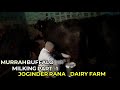 Contact No 9991779886 Murrah Buffalo Milking Milking Part 1