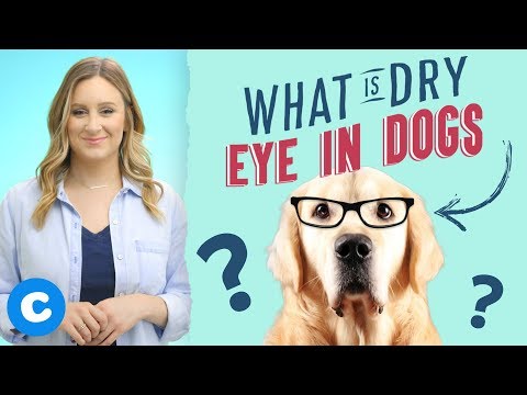 Dry Eye in Dogs and What You Can Do
