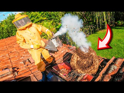 S.O.S TEM UM ENXAME DE ABELHA NO TELHADO DA MINHA CASA