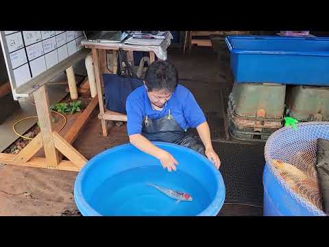 Kodama Showcase Vol. 59 Tancho Ginrin Goshiki