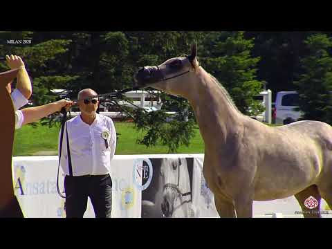 N.7 MADAMA MONISCIONE - Milan 2020 Arabian Horse Show - Yearling Fillies (Class 1B)