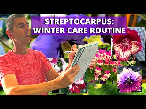 STREPTOCARPUS - WINTER CARE ROUTINE!
