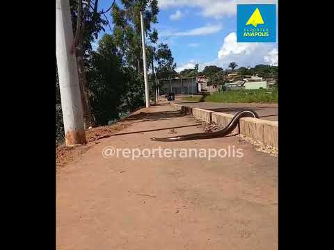 Cobra sucuri aparece em lago de Leopoldo de Bulhões e chama atenção de moradores