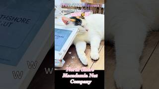 ハワイ ノースショア#看板猫 マカダミアナッツカンパニー 8/22 @Machami