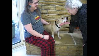 Video preview image #1 Mutt Puppy For Sale in Germanton, TN, USA