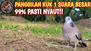 Download lagu PANGGILAN TERKUKUR KUK 1 SUARA BESAR BUAT TERKUKUR LAIN IKUTAN GACOR mp3