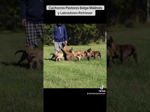 Cachorros Pastores Belga Malinois y Labradores Retriever