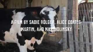 The Eggsistential Crisis: Animals as Food