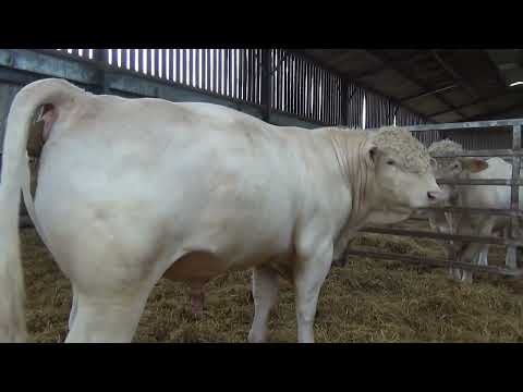 Cockerington Polled Charolais Bulls May 25