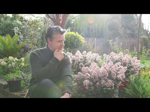 Antony's Garden Tips - Spring 2022 / Evergreens / Pitusporum / Skimmia / Dogwood Cornus / Hellebores