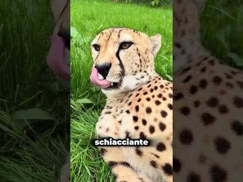 La sorprendente personalità di un ghepardo