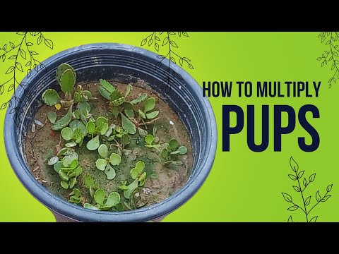 Multiply Your Plants with Ease: A Complete Guide to Propagating Through Pups