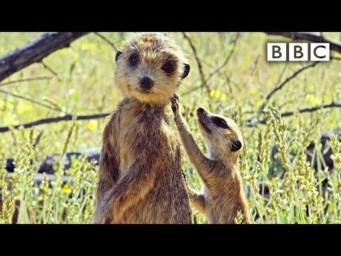 Špión hlídá mláďata surikaty