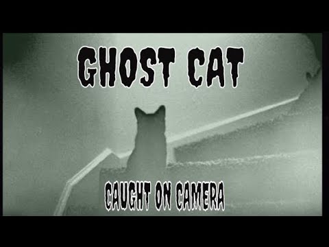 CAT GHOST CAUGHT ON CAMERA!! A MUST SEE!!