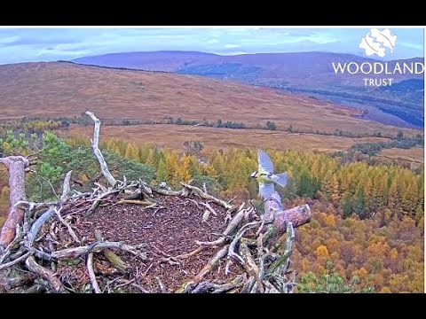 A pair of Chaffinches visit the Loch Arkaig Osprey nest followed by a Blue Tit 22 Oct 2022