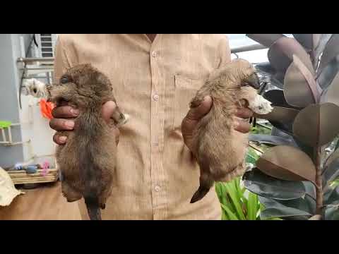 shih tzu puppies available for sale at Kushagra dog kennel call now 8303399198up Varanasi