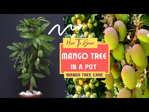 , title : 'How To Grow Mango Tree In A Pot | Mango Tree Care'