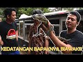 SAKTI ORANG INI BISA JINAKIN BIAWAK GALAK DENGAN CEPAT