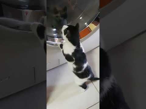 Aziza Needs a Furever Home #fureverhome #animalsanctuary #cat #catsanctuary #rescue